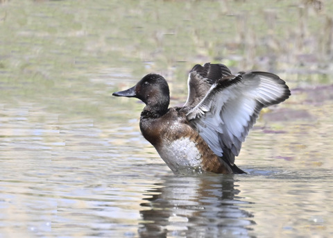 アカハジロ♀4066