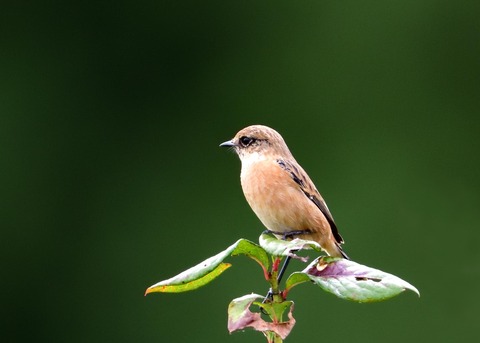 ノビタキ♀冬羽3864