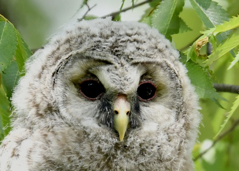 フクロウのヒナ②0003