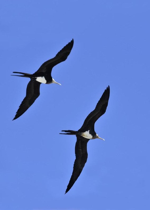 オオグンカンドリ7097