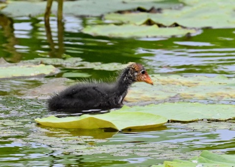 オオバンのヒナ1397