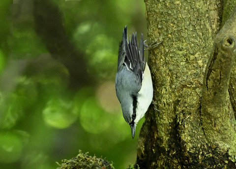 ゴジュウカラ1426