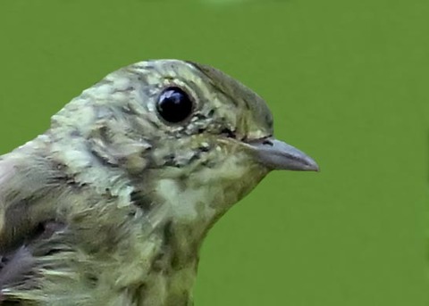 オオルリ♀5001