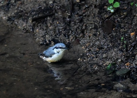 ゴジュウカラ4431