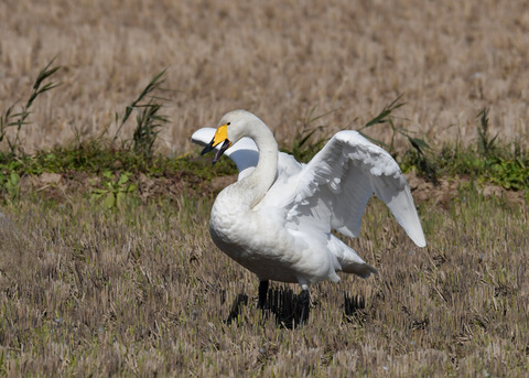 オオハクチョウ4387