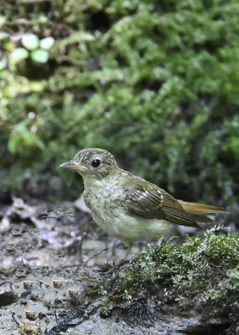 オオルリ♀幼鳥9352
