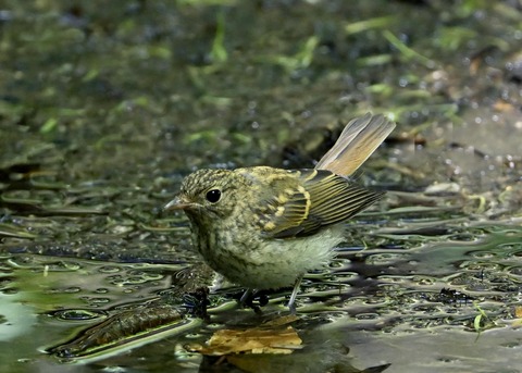 キビタキ幼鳥3800
