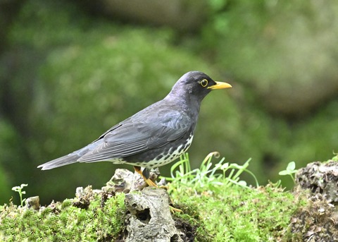 クロツグミ♂3335