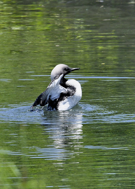 羽ばたく・シロエリオオハム9394