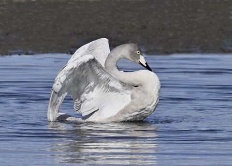 オオハクチョウ幼鳥3777