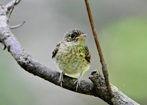 キビタキ幼鳥2632