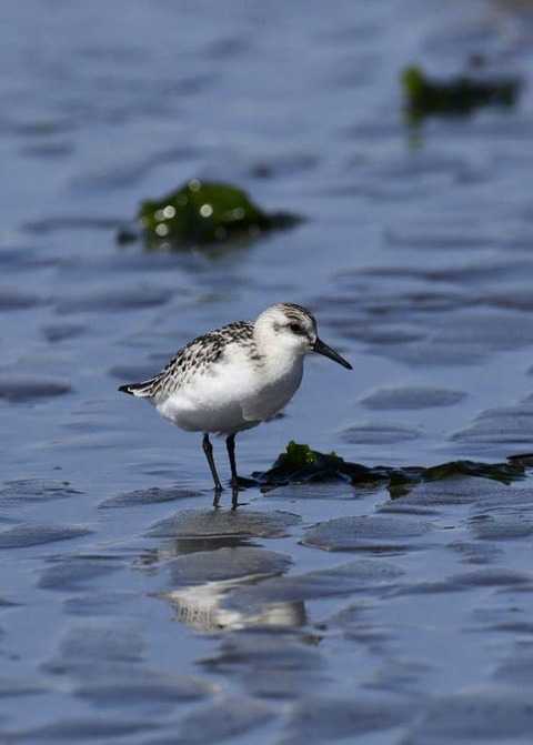 ミユビシギ幼羽8820