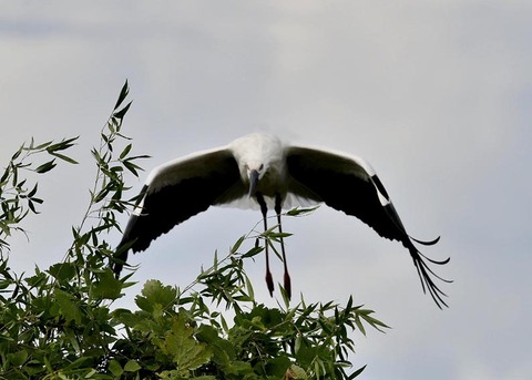 飛ぶ・コウノトリ3076