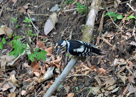 アカゲラ♀8709
