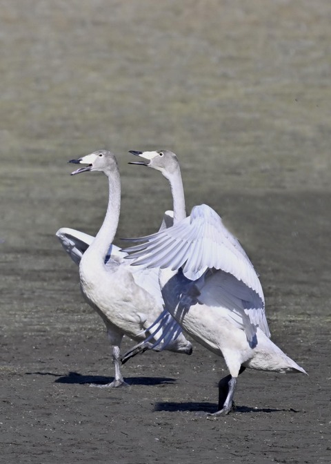 オオハクチョウ幼鳥2233