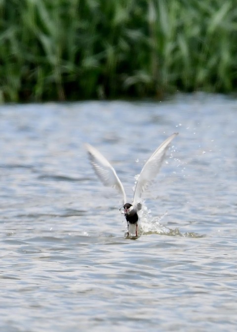 クロハラアジサシ9830