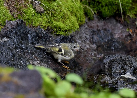 キクイタダキ幼鳥2836