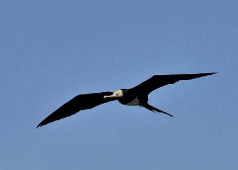 オオグンカンドリ0814