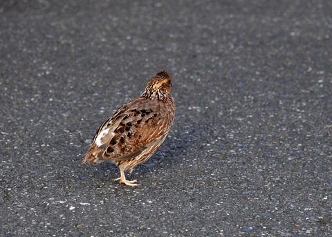 コリンウズラ♀2676