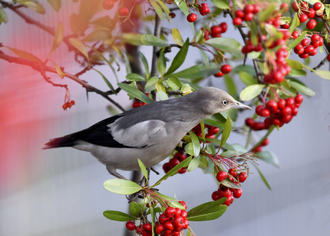 カラムクドリ1287