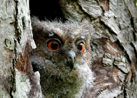 オオコノハズクのヒナ0658