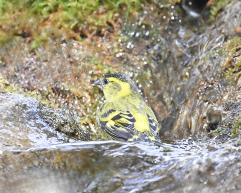 マヒワの水浴び9955
