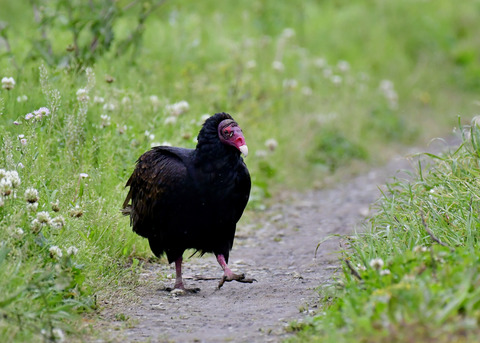 ヒメコンドル0663