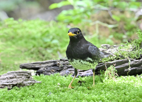 クロツグミ♂0826