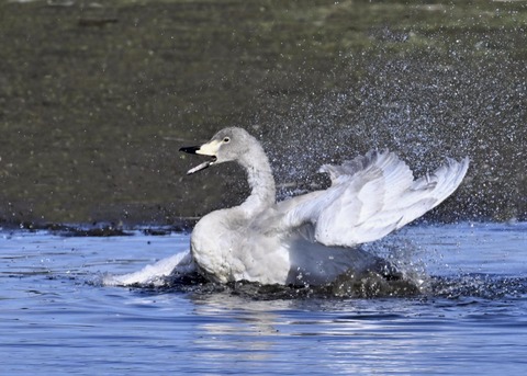 オオハクチョウ幼鳥3508
