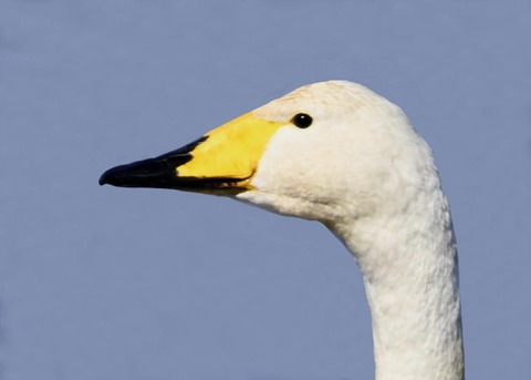 オオハクチョウ3002