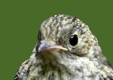 キビタキ幼鳥2000