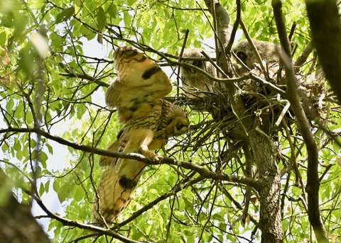 トラフズク♀2109