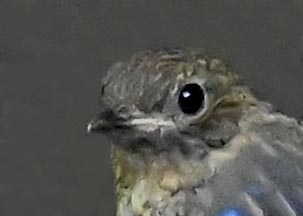 オオルリ幼鳥②6353-02