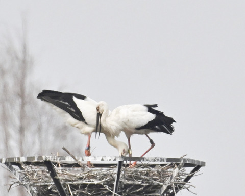 コウノトリのペアー6706