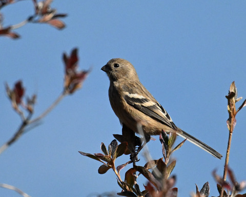 ベニマシコ♀4655