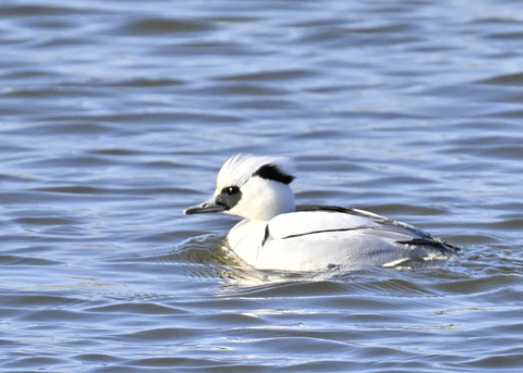 ミコアイサ♂4677