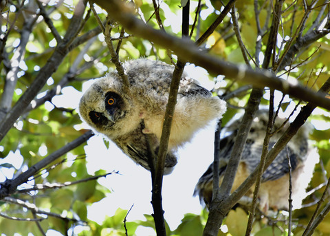 トラフズクのヒナ0178