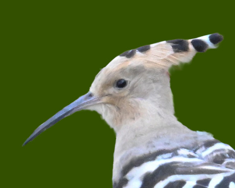 ヤツガシラ : 野口洪志の野鳥日記