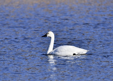 アメリカコハクチョウ②0445