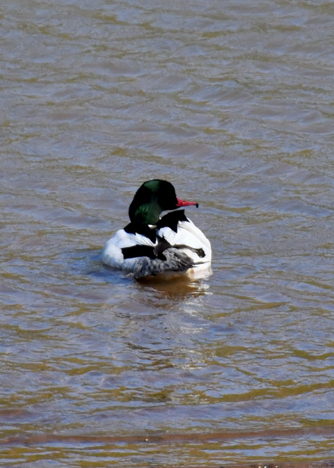 カワアイサ♂2422