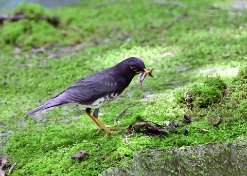 クロツグミ♂8306