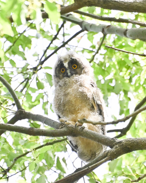 トラフズクの雛4503