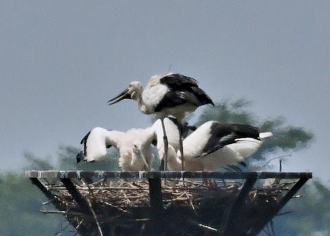 コウノトリ(ひかる)とヒナ0095