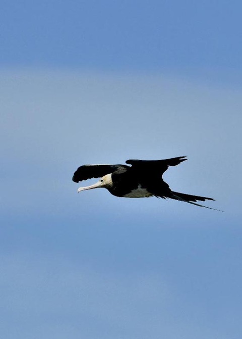 オオグンカンドリ0796