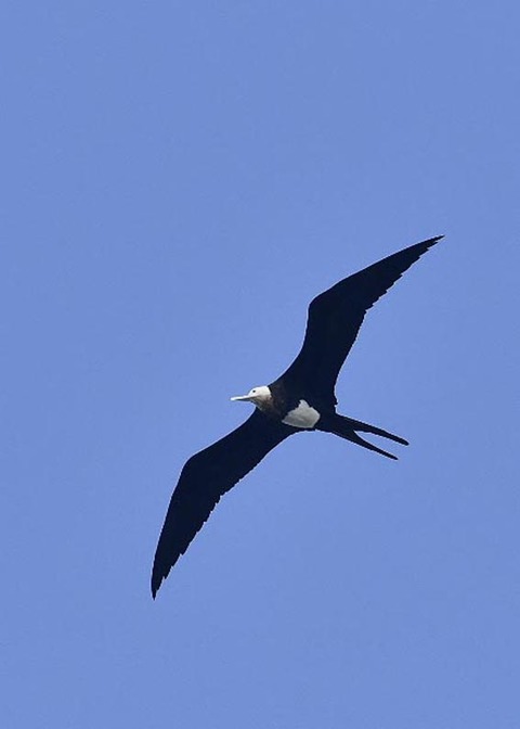 オオグンカンドリB3729