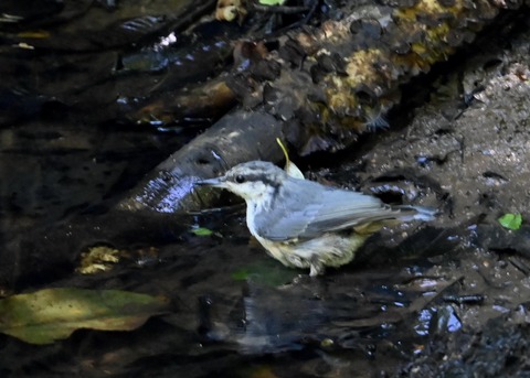 ゴジュウカラ1035