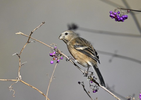 ベニマシコ♀1020