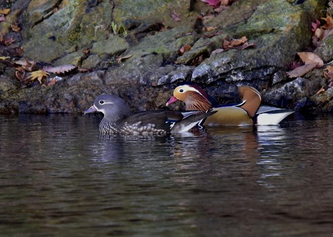 オシドリのペアー8557