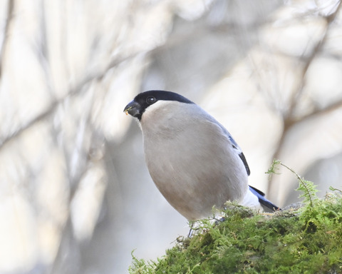 ウソ♀6762