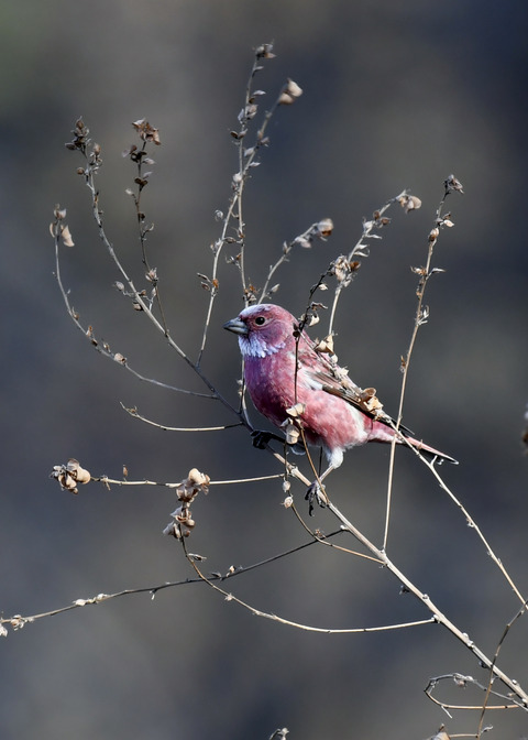 オオマシコ♂8755